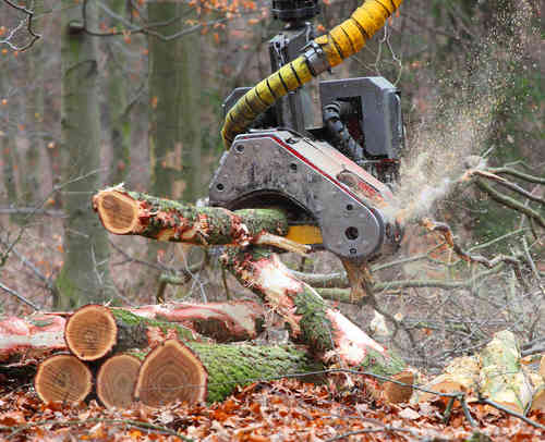 nowe przepisy dotyczące wycinki drzew
